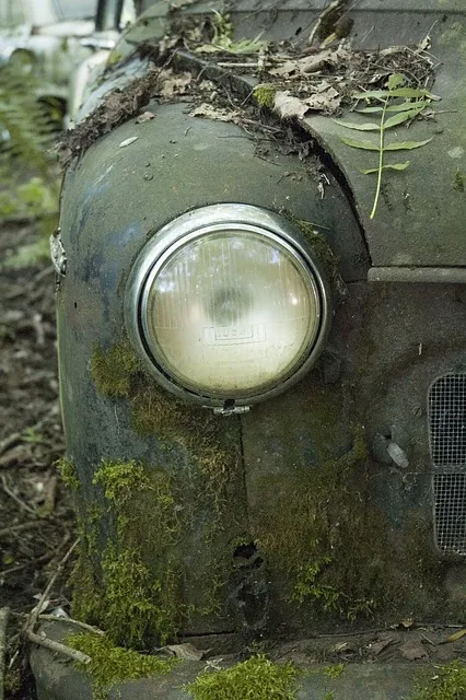 Машины под мхом в лесу на территории Old Car City